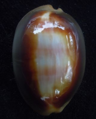 Seashell Cypraea Ventriculus 49.  5mm F,