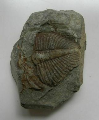 Fossil Of Trilobites 1pcs （number：032）