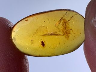 Unique Cicada&beetle Burmite Myanmar Burmese Amber Insect Fossil Dinosaur Age