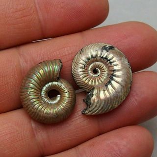 2x Quenstedtoceras Vermuniceras 24 - 28mm Pyrite Ammonite Fossils Fossilien Russia