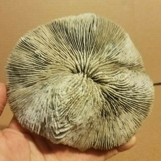 6 " Diameter Dried Natural Fungia Mushroom Coral Specimen For Display