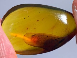 1.  76g Unknown Item Burmite Myanmar Burmese Amber Insect Fossil From Dinosaur Age