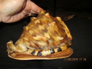 X - Large Queen Conch Shell (8 ") Beach House Coastal Oceanside Cottage Nautical