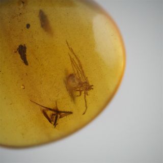 1.  4ct Natural Burmite Amber 100 Million Years Old Fossil Insect (untreated)