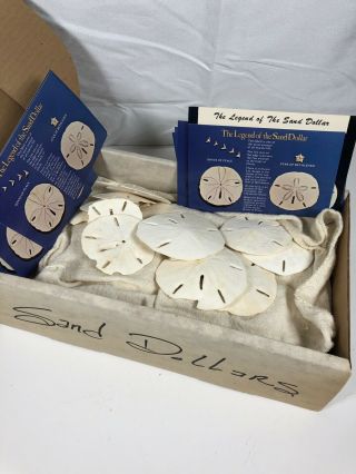 49 Various Size Sand Dollars (most 3”, ) With Legend Of The Sand Dollar Post Card