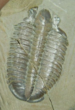 A Very Rare 100 Natural Modocia Brevispina Trilobite Fossil Utah 28.  5gr A E