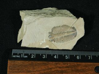 A Very Rare 100 Natural Modocia Brevispina Trilobite Fossil Utah 28.  5gr A e 2