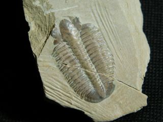 A Very Rare 100 Natural Modocia Brevispina Trilobite Fossil Utah 28.  5gr A e 3