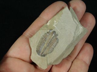 A Very Rare 100 Natural Modocia Brevispina Trilobite Fossil Utah 28.  5gr A e 4