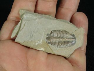 A Very Rare 100 Natural Modocia Brevispina Trilobite Fossil Utah 28.  5gr A e 5