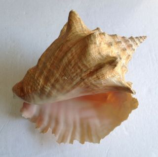 Queen Conch Shell,  8.  5 " X 6.  5 " Vintage Seashell Beach House Decor,  Caribbean