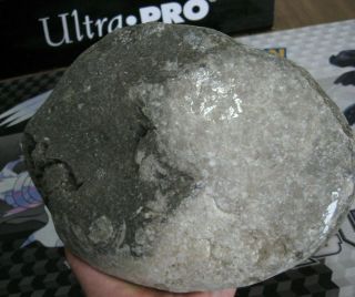 Fossil Petoskey Stone Coral Gem Rock With Crinoids Un - Polished 3.  5 L