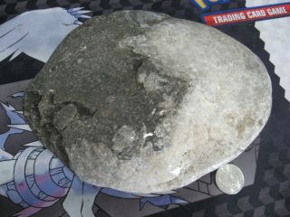 Fossil Petoskey Stone Coral Gem Rock With Crinoids Un - Polished 3.  5 L 4