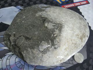 Fossil Petoskey Stone Coral Gem Rock With Crinoids Un - Polished 3.  5 L 5
