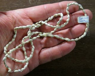 26 In.  Mississippian Shell Bead Necklace,  Jackson County,  Alabama X Beutell
