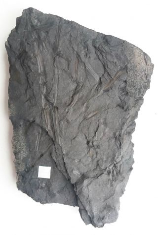 Rare Sigillaria Fossil Leaf.  Age 300 Million Year Old.  Pre Dinosaur Fossil Plant