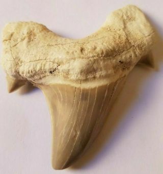 Big Extinct Mackerel Fossil Shark Tooth Teeth Morocco Megalodon