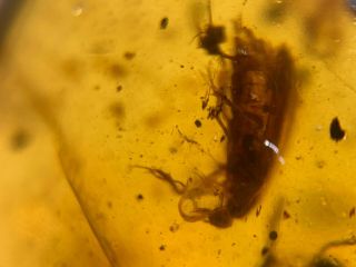 2 Unique Beetles&fliy Burmite Myanmar Burmese Amber Insect Fossil Dinosaur Age