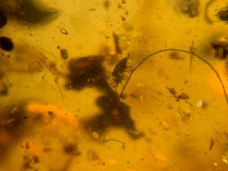 2 unique beetles&fliy Burmite Myanmar Burmese Amber insect fossil dinosaur age 2