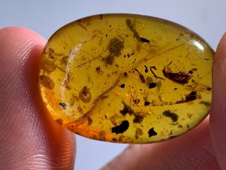 2 unique beetles&fliy Burmite Myanmar Burmese Amber insect fossil dinosaur age 4
