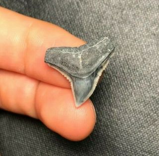 Sharp 0.  83 " Bull Shark Tooth Teeth Fossil Sharks Necklace Jaws Jaw Megalodon