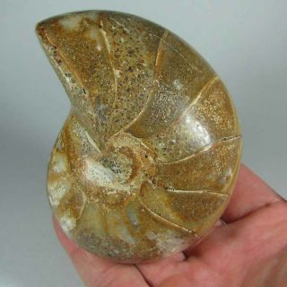 3.  9 " Whole Nautilus Polished Fossil Shell - Madagascar - 1.  1 Lbs.