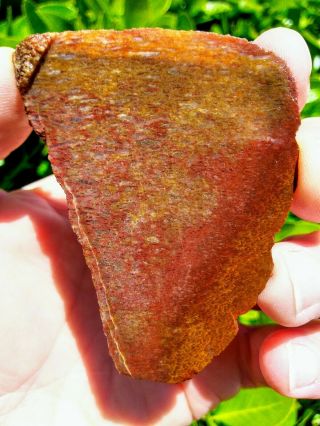 Rare Orange Red Gem Petrified Dinosaur Bone Fossil Agate Slab Cell Utah 2.  0oz