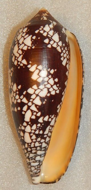 Seashell Conus Aulicus 131.  5mm