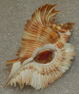 Seashell Pterynotus Miyokoae 63.  3mm W/o