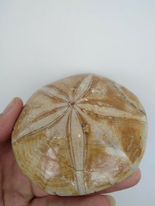 269g Natural - - Starfish - Fossil - Specimen Hxhs07