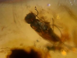 Unique Unknown Wasp Bee Burmite Myanmar Burmese Amber Insect Fossil Dinosaur Age