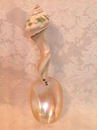 Vtg Mother Of Pearl Carved Shell Caviar Serving Spoon - Turban Shell Handle - 6 "