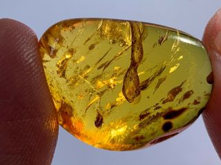 2.  42g Unknown Items Burmite Myanmar Burmese Amber Insect Fossil Dinosaur Age