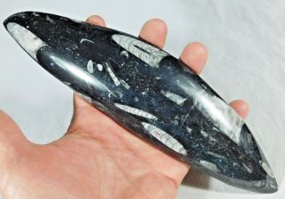 A Big Polished 400 Million Year Old Orthoceras Fossil From Morocco 324gr