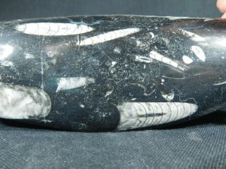 A BIG Polished 400 Million Year Old ORTHOCERAS Fossil From Morocco 324gr 2