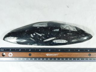 A BIG Polished 400 Million Year Old ORTHOCERAS Fossil From Morocco 324gr 3