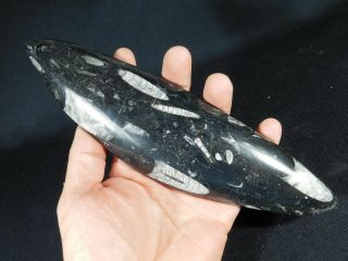 A BIG Polished 400 Million Year Old ORTHOCERAS Fossil From Morocco 324gr 4