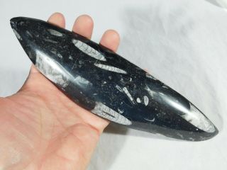 A BIG Polished 400 Million Year Old ORTHOCERAS Fossil From Morocco 324gr 5