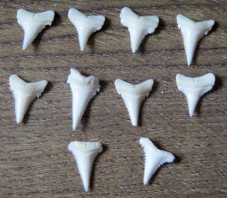 10 Group Lower Nature Modern Great White Shark Tooth (teeth)