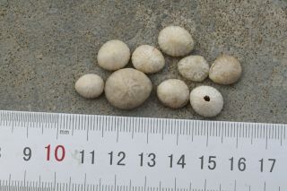 Echinoid,  Sea Urchin,  Oursin,  Seeigel,  Erizo,  9 Fibularia