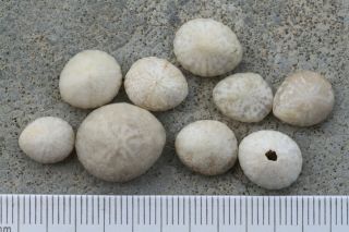 echinoid,  Sea urchin,  OURSIN,  SEEIGEL,  ERIZO,  9 Fibularia 2