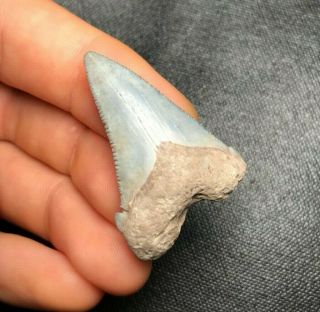 Sharp 1.  51 " Angustidens Shark Tooth Teeth Fossil Sharks Necklace Jaws Megalodon