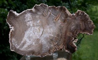 Sis: Double Broken Hearted Tropical Burmese Petrified Wood Round From Myanmar