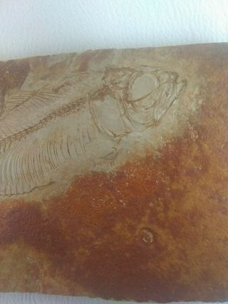 Eoceaena Green River Fish Fossil 5 "