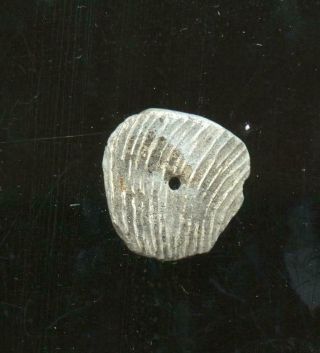 Indian Artifacts - Drilled Shell Pendant - Glovers Cave Site