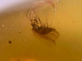 Rare Neuroptera Glaesoconis Lacewings Burmite Myanmar Burma Amber Insect Fossil