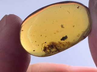 1.  54g Unknown Fly Bug Burmite Myanmar Burmese Amber Insect Fossil Dinosaur Age