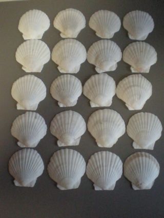 50 Natural White Sea Shells 2 1/2 " - 2 3/4 " Fan Shaped Scallop Shells Crafts