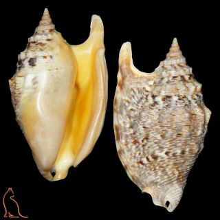 Strombus Euprotomus Chrysostomus,  Philippines,  Strombidae Sea Shell