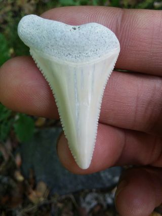 1 5/8 " Great White Shark Tooth Lower Jaw Tooth South Florida